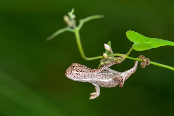 Beautiful green chameleon - Stock Image