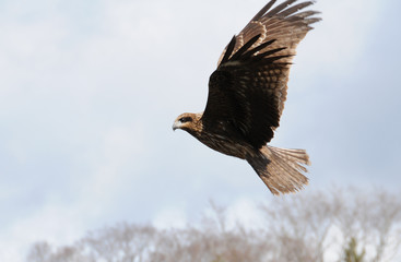 鳶