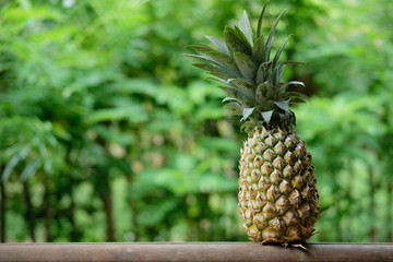 Pineapple Fruit on Exotic Palm Forest Background