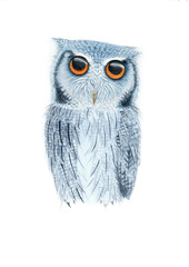 great gray owl watercolor
