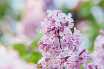 Beautiful smell violet purple lilac blossom flowers in spring time. Close-up blossom twigs of lilac. Inspirational natural floral spring blooming garden or park. Colorful ecology nature landscape