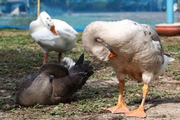 group geese sleep in garden