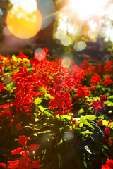 red salvia flowers. flower that symbolizes Asian spring luck