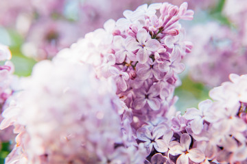 Beautiful smell violet purple lilac blossom flowers in spring time. Close-up blossom twigs of lilac. Inspirational natural floral spring blooming garden or park. Colorful ecology nature landscape