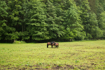 Fototapeta na wymiar Horses in alpine mountains, away green forest