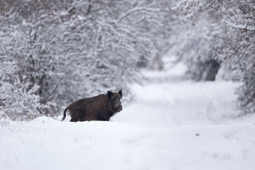 Wild boar walking on snow