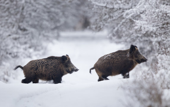 Wild boars walking on snow