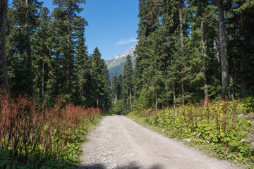 Fototapeta na wymiar View forest scenes in national park Dombai, Caucasus, Russia, Europe