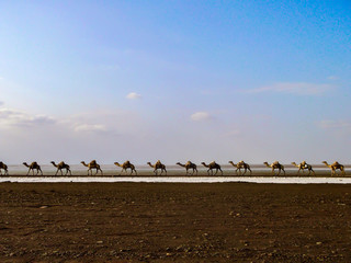A camel caravan in the Afar desert, Ethiopia