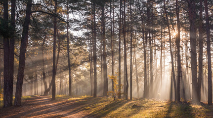 Morning. Forest. Sunlight. Sun rays. Sunrise.