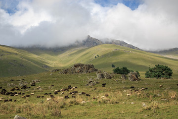 Closeup forest and sheeps in national park Dombai, Caucasus, Russia