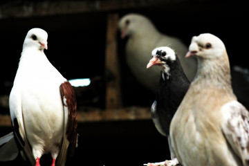group of pigeons