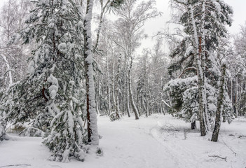 Fototapeta na wymiar Forest. Winter. Snow covered forest. Snow covered trees. Coldly.