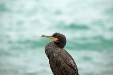 Kormoran auf Mallorca