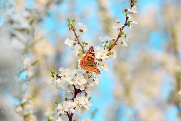 Butterfly on a branch of sakura blossoms