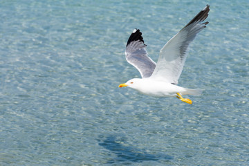 flying sea gull