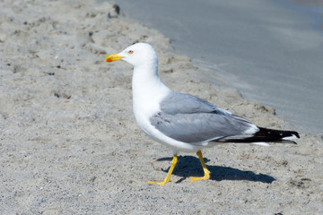 Seagull by the sea