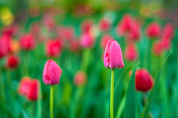 Obraz premium Beautiful tulips flowers blooming in a garden. Colorful tulips are flowering in garden in sunny bright day. Bulbous spring-flowering plant close up.