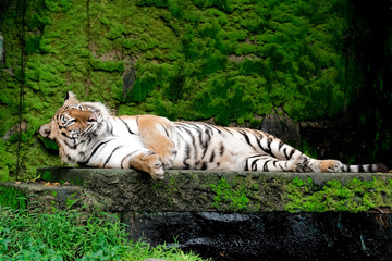 Fototapeta na wymiar Bengal Tiger in forest show head and leg