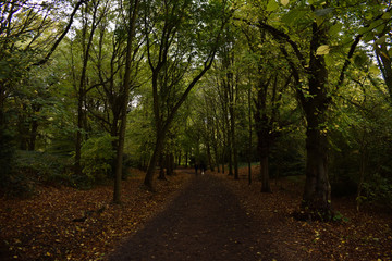 English woods in autumn