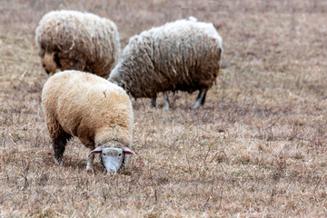 Fototapeta premium Sheep feeding