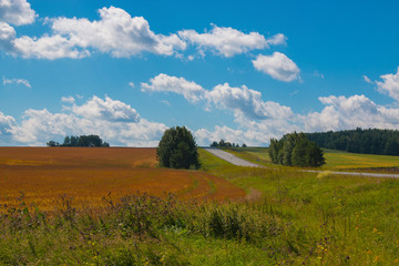 Fototapeta premium Yellow field and far away green forest, blue sky in summer day