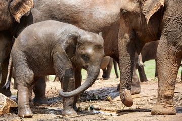 Fototapeta premium Sri Lakna Pinawela Elephant Orphanage