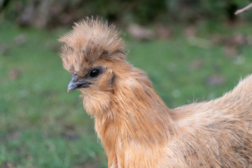 Portrait of silk chicken with eyes in the green garden in Spring season.