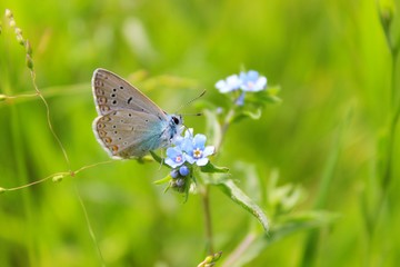 butterfly on a flower