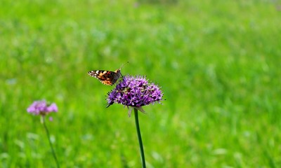 butterfly on a flower
