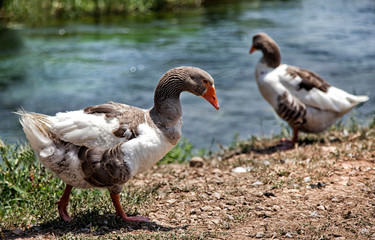 ducks wandering by the riverside