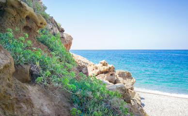 Rock Samphire - Crithmum maritimum Sea Shore Plant. Kritamos plant growing on the rocks on sea background. Super food sea fennel. Cretan herbs for salads.