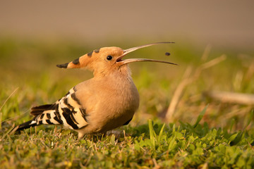 hoopoe looking for food © ofir