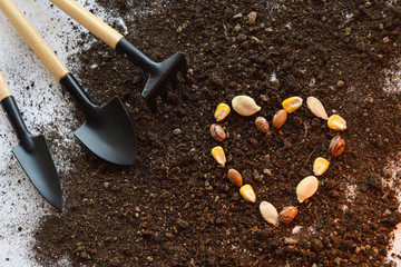 Heart from seed. Seeding or planting a plant on soil background. Natural background for advertisements.