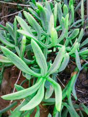 Close up of Rock Samphire - Crithmum maritimum Sea Shore Plant. Kritamos plant growing on the rocks. Super food sea fennel. Cretan herbs for salads.