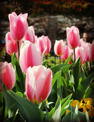 Pink flowers blosson in springtime