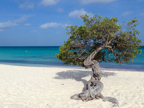 Fofoti tree, typical of Aruba, Caribbean