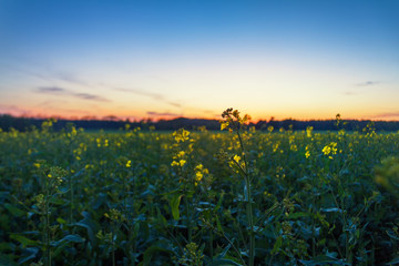 Rapsfeld im Sonnenuntergang