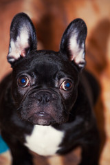 black french bulldog home interior 