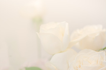 Obraz na płótnie Canvas White roses soft backgrounds