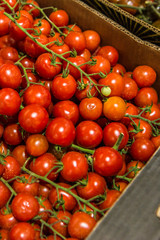 TOMATES PRODUZIDOS NO BRASIL