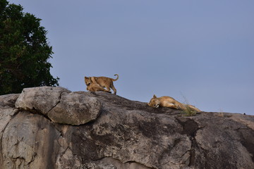 Lion cubs playing on rock