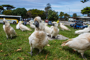 Cacatua