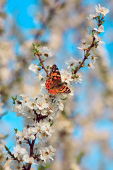 Butterfly on a branch of sakura blossoms
