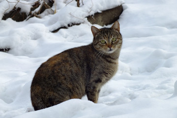 Homeless cat on the street in winter, Chisinau.