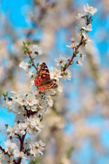 Butterfly on a branch of sakura blossoms