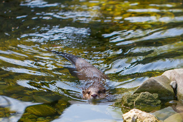 The Asian small-clawed otter, Aonyx cinerea, floating in a water.