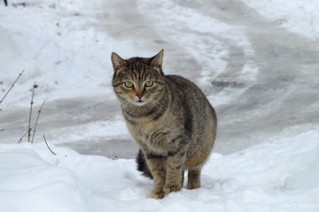Stray cat in the winter