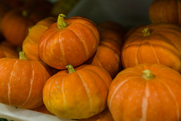 ABOBORAS PRODUZIDAS NO BRASIL