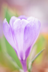 Crocus vernus, purple flowering plant in close-up view.